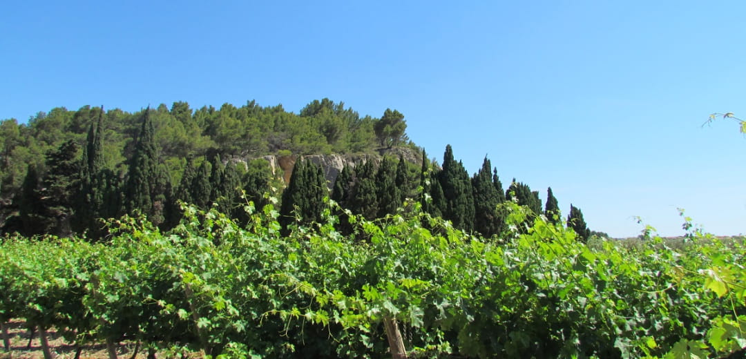 BALADES VIGNERONNES - CHÂTEAU ROUQUETTE Du 22 au 29 sept 2024